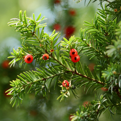 Taxus - hooikoortsradar - BASIS