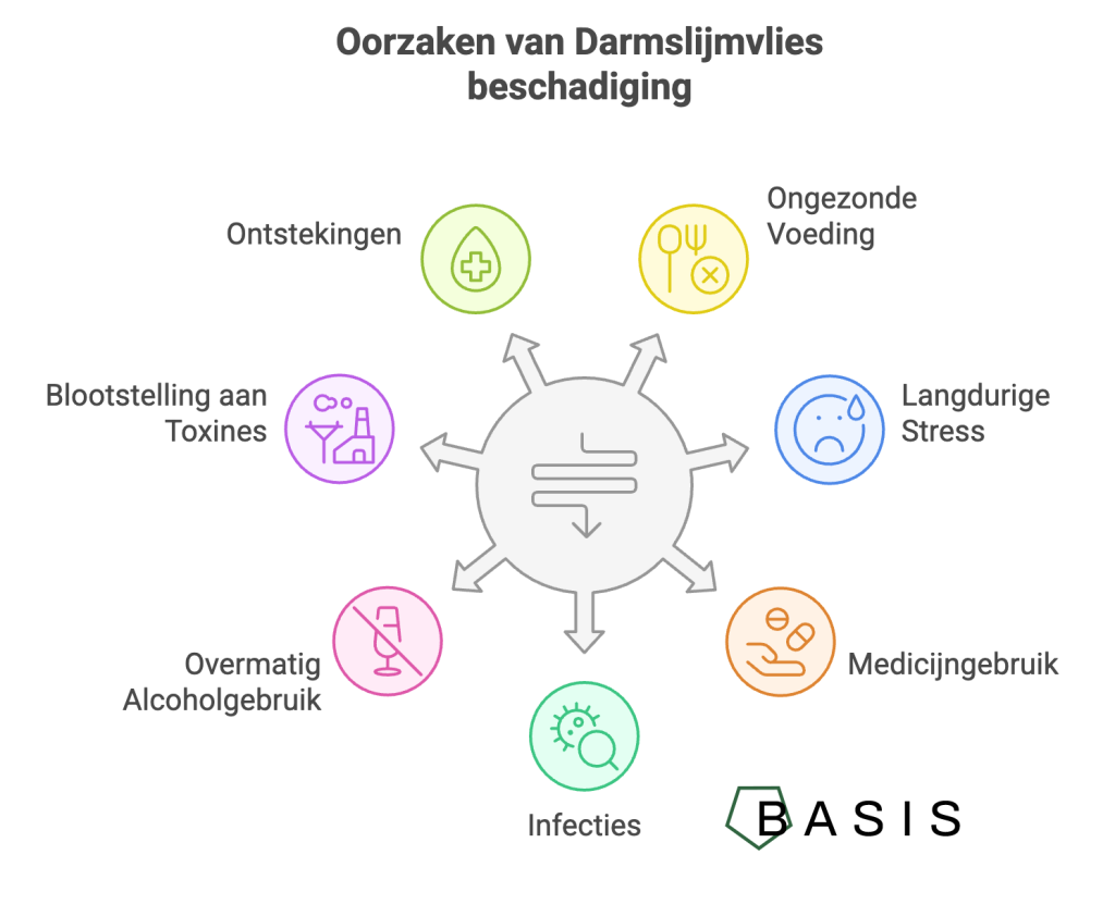 oorzaken van darmslijmvlies beschadiging - darmslijmvlies herstellen